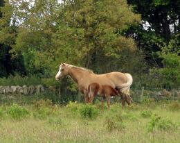 Cream Coloured Ponies